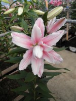 [1816 Bellonica No01.JPG]